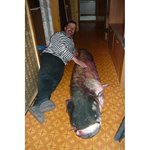 Алексей Алексеев. Сом - 60 кг, пойман на спининг, р. Кама, Сорочьи горы
